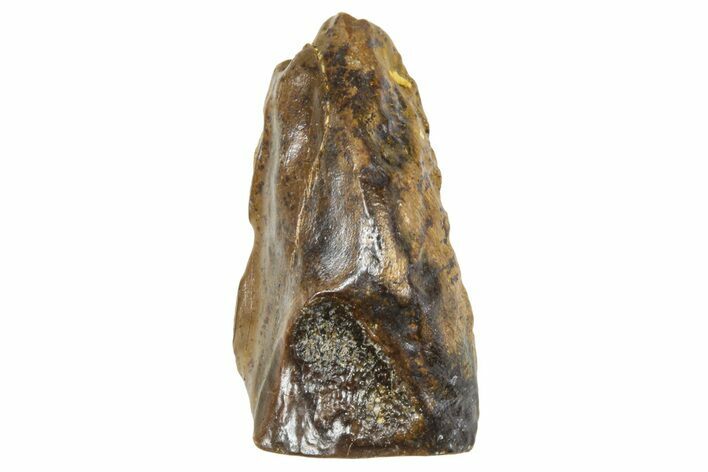 Fossil Triceratops Shed Tooth - Wyoming #376856